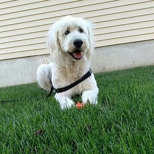 Meet your Posher, Jacob